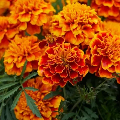 Marigold Peptide